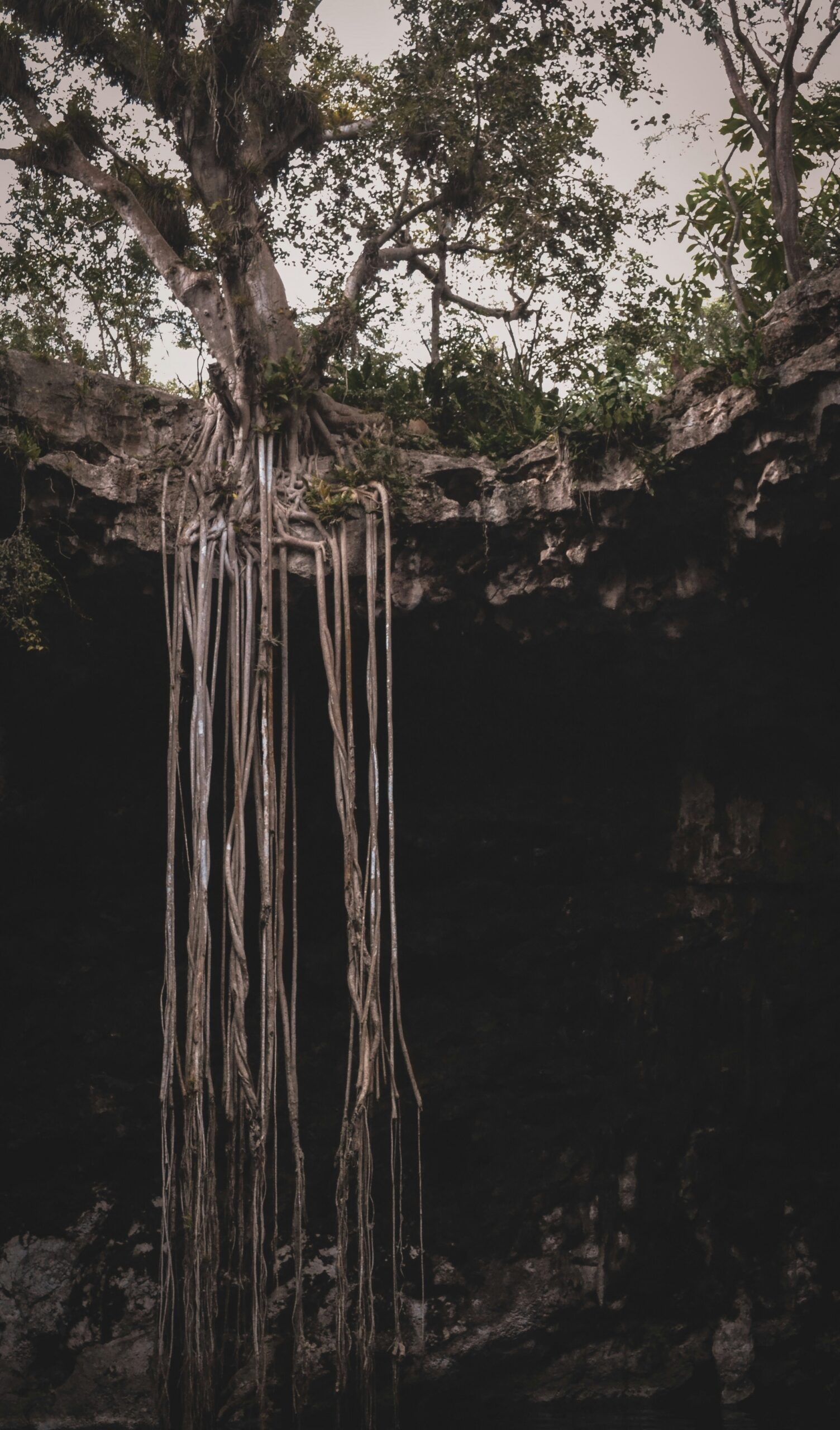 Website marketing strategy represented by a rooted structure and connected digital ecosystem